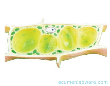 Acumen Labware
