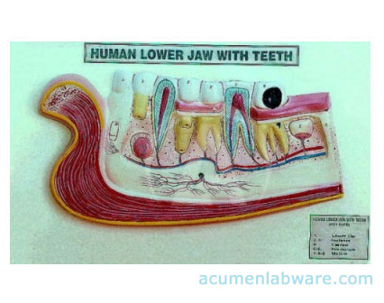 Acumen Labware