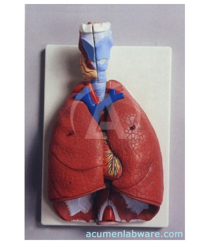 smoking lungs diagram. type of lung power diagram